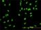 DNA replication licensing factor MCM2 antibody, H00004171-M01, Novus Biologicals, Immunocytochemistry image 
