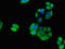 Ribosomal Protein S21 antibody, LS-C669620, Lifespan Biosciences, Immunofluorescence image 