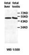 Cyclin A1 antibody, orb77128, Biorbyt, Western Blot image 