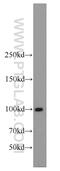 DNA Ligase 4 antibody, 12695-1-AP, Proteintech Group, Western Blot image 