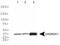 Cysteine and histidine-rich domain-containing protein 1 antibody, PA5-72968, Invitrogen Antibodies, Western Blot image 