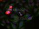 Jun Proto-Oncogene, AP-1 Transcription Factor Subunit antibody, AP0378, ABclonal Technology, Immunofluorescence image 