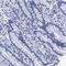 Triggering Receptor Expressed On Myeloid Cells Like 1 antibody, HPA017860, Atlas Antibodies, Immunohistochemistry frozen image 