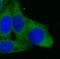 Serpin Family H Member 1 antibody, FNab04045, FineTest, Immunofluorescence image 