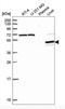 Proline Dehydrogenase 2 antibody, NBP2-13812, Novus Biologicals, Western Blot image 