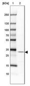 GCA14 antibody, NBP1-81439, Novus Biologicals, Western Blot image 