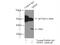 Malate dehydrogenase, cytoplasmic antibody, 15904-1-AP, Proteintech Group, Immunoprecipitation image 