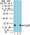 Spi-B Transcription Factor antibody, NBP1-70345, Novus Biologicals, Western Blot image 