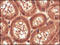 TNF Receptor Superfamily Member 11b antibody, 252184, Abbiotec, Immunohistochemistry paraffin image 