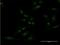 SH2 Domain Containing 3A antibody, H00010045-M04, Novus Biologicals, Immunofluorescence image 