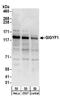 PERQ amino acid-rich with GYF domain-containing protein 1 antibody, A304-132A, Bethyl Labs, Western Blot image 