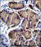 Hepatic lipase antibody, PA5-71668, Invitrogen Antibodies, Immunohistochemistry paraffin image 
