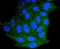 BCL2 Like 11 antibody, NBP2-67456, Novus Biologicals, Immunofluorescence image 