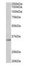 Spondin 2 antibody, orb12991, Biorbyt, Western Blot image 