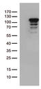 MCF.2 Cell Line Derived Transforming Sequence antibody, TA812538S, Origene, Western Blot image 