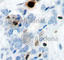 Histone H3 antibody, AP0197, ABclonal Technology, Immunohistochemistry paraffin image 