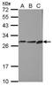 Cytochrome B5 Reductase 2 antibody, GTX104417, GeneTex, Western Blot image 