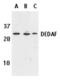 RING1 And YY1 Binding Protein antibody, TA306024, Origene, Western Blot image 