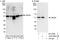 Serine/arginine-rich splicing factor 6 antibody, A303-669A, Bethyl Labs, Western Blot image 
