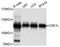 Chromosome Segregation 1 Like antibody, A9510, ABclonal Technology, Western Blot image 