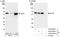 Karyopherin Subunit Alpha 2 antibody, A300-483A, Bethyl Labs, Western Blot image 