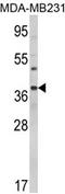 HAP antibody, AP17147PU-N, Origene, Western Blot image 