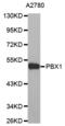 PBX Homeobox 1 antibody, abx000562, Abbexa, Western Blot image 