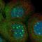 Protein FAM161A antibody, NBP1-94022, Novus Biologicals, Immunocytochemistry image 