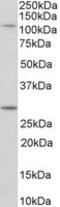 Myosin IH antibody, MBS423279, MyBioSource, Western Blot image 