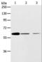 ATP Binding Cassette Subfamily E Member 1 antibody, LS-C401139, Lifespan Biosciences, Western Blot image 