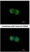 Lin-7 Homolog A, Crumbs Cell Polarity Complex Component antibody, NBP2-15016, Novus Biologicals, Immunofluorescence image 