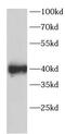 Sirtuin 6 antibody, FNab10207, FineTest, Western Blot image 