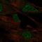 Mab-21 Like 2 antibody, HPA049324, Atlas Antibodies, Immunocytochemistry image 