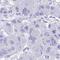 Coiled-coil domain-containing protein 62 antibody, HPA058741, Atlas Antibodies, Immunohistochemistry frozen image 