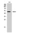 RNA Binding Motif Protein 34 antibody, A14178, Boster Biological Technology, Western Blot image 