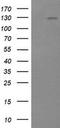 Phosphatidylinositol-4,5-Bisphosphate 3-Kinase Catalytic Subunit Gamma antibody, TA505228S, Origene, Western Blot image 