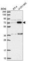 Zinc Finger Protein 800 antibody, HPA052194, Atlas Antibodies, Western Blot image 