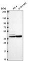 ATP-sensitive inward rectifier potassium channel 14 antibody, PA5-67198, Invitrogen Antibodies, Western Blot image 