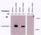 Nephrocystin-1 antibody, AP05067PU-N, Origene, Immunohistochemistry paraffin image 