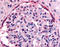 Sek1 antibody, AP00371PU-N, Origene, Immunohistochemistry paraffin image 
