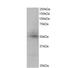 Cyclic AMP-responsive element-binding protein 3-like protein 4 antibody, NB100-1015, Novus Biologicals, Western Blot image 