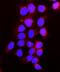 Fms Related Tyrosine Kinase 1 antibody, A00534, Boster Biological Technology, Immunofluorescence image 