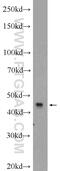 MCH receptor 1 antibody, 11656-2-AP, Proteintech Group, Western Blot image 