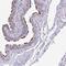 Maestro Heat Like Repeat Family Member 8 antibody, PA5-63836, Invitrogen Antibodies, Immunohistochemistry frozen image 