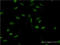 XPA, DNA Damage Recognition And Repair Factor antibody, LS-C198443, Lifespan Biosciences, Immunofluorescence image 