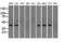 Sterol O-Acyltransferase 2 antibody, LS-C115250, Lifespan Biosciences, Western Blot image 