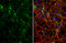 Vesicle Associated Membrane Protein 2 antibody, GTX634829, GeneTex, Immunocytochemistry image 