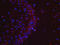 Melatonin Receptor 1A antibody, orb11085, Biorbyt, Immunofluorescence image 