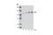 RB Transcriptional Corepressor 1 antibody, 9313S, Cell Signaling Technology, Western Blot image 