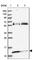 Mitochondrial Ribosomal Protein L57 antibody, HPA039779, Atlas Antibodies, Western Blot image 